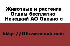 Животные и растения Отдам бесплатно. Ненецкий АО,Оксино с.